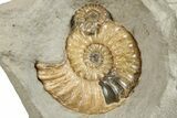 Glowing Fossil Ammonite (Asteroceras) - Dorset, England #279472-3